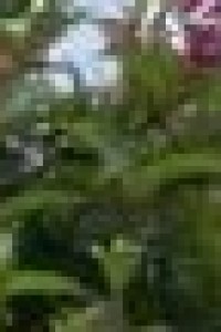 Diplom Pädagogin Chatanya Schaub, Heilpraktikerin Psychotherapie in 69239 Neckarsteinach